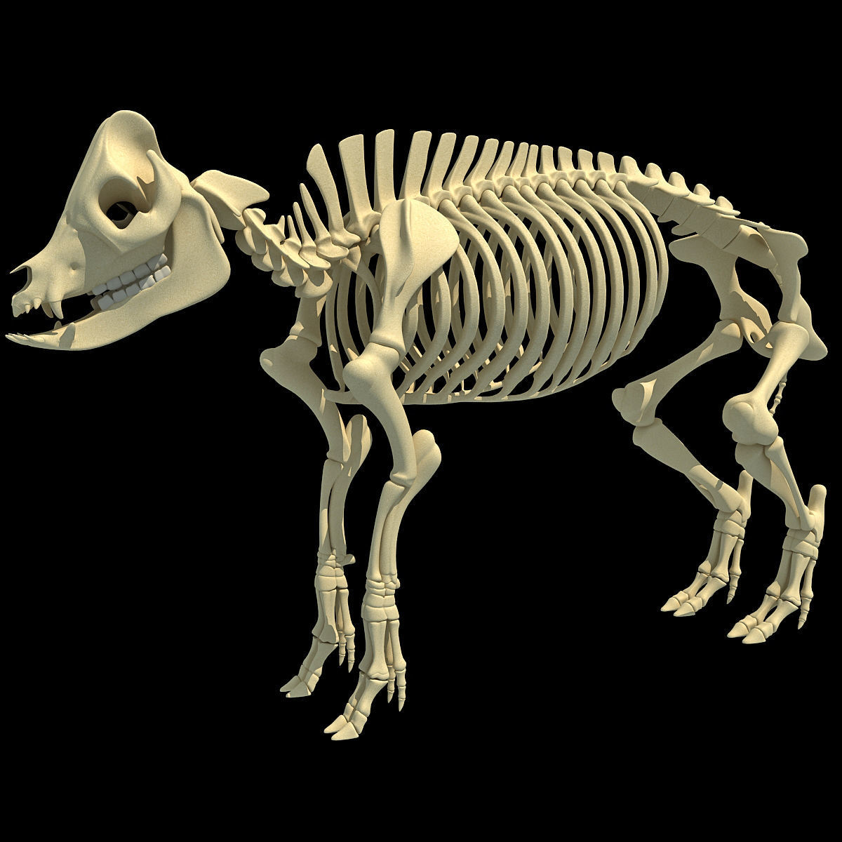 Pig Skeleton 3D model_1
