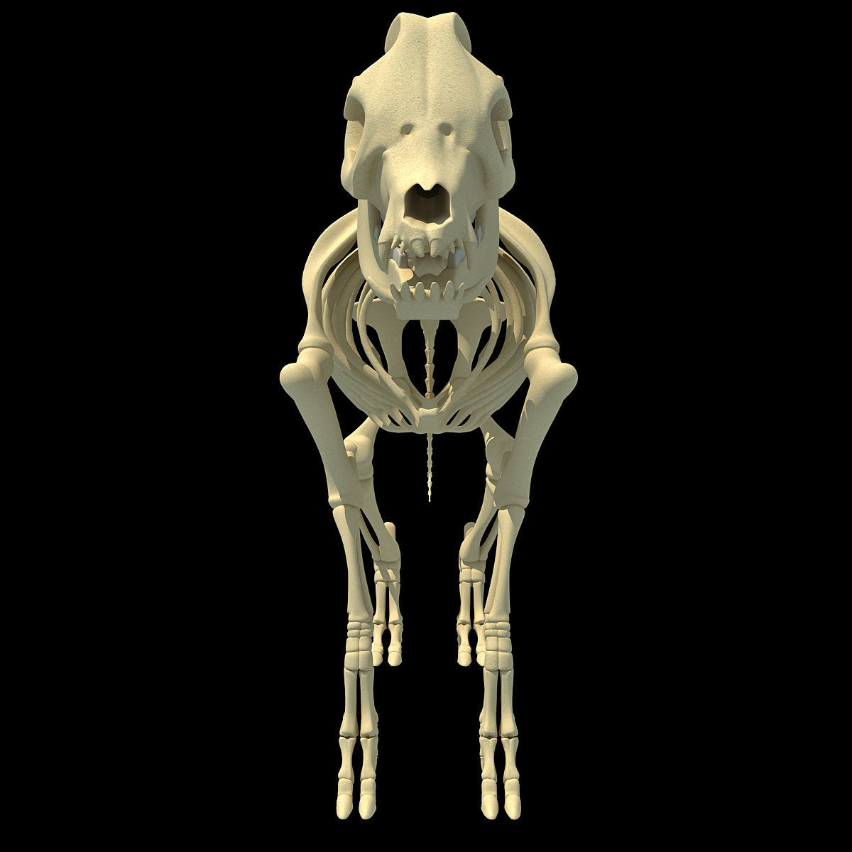 Pig Skeleton 3D model_5