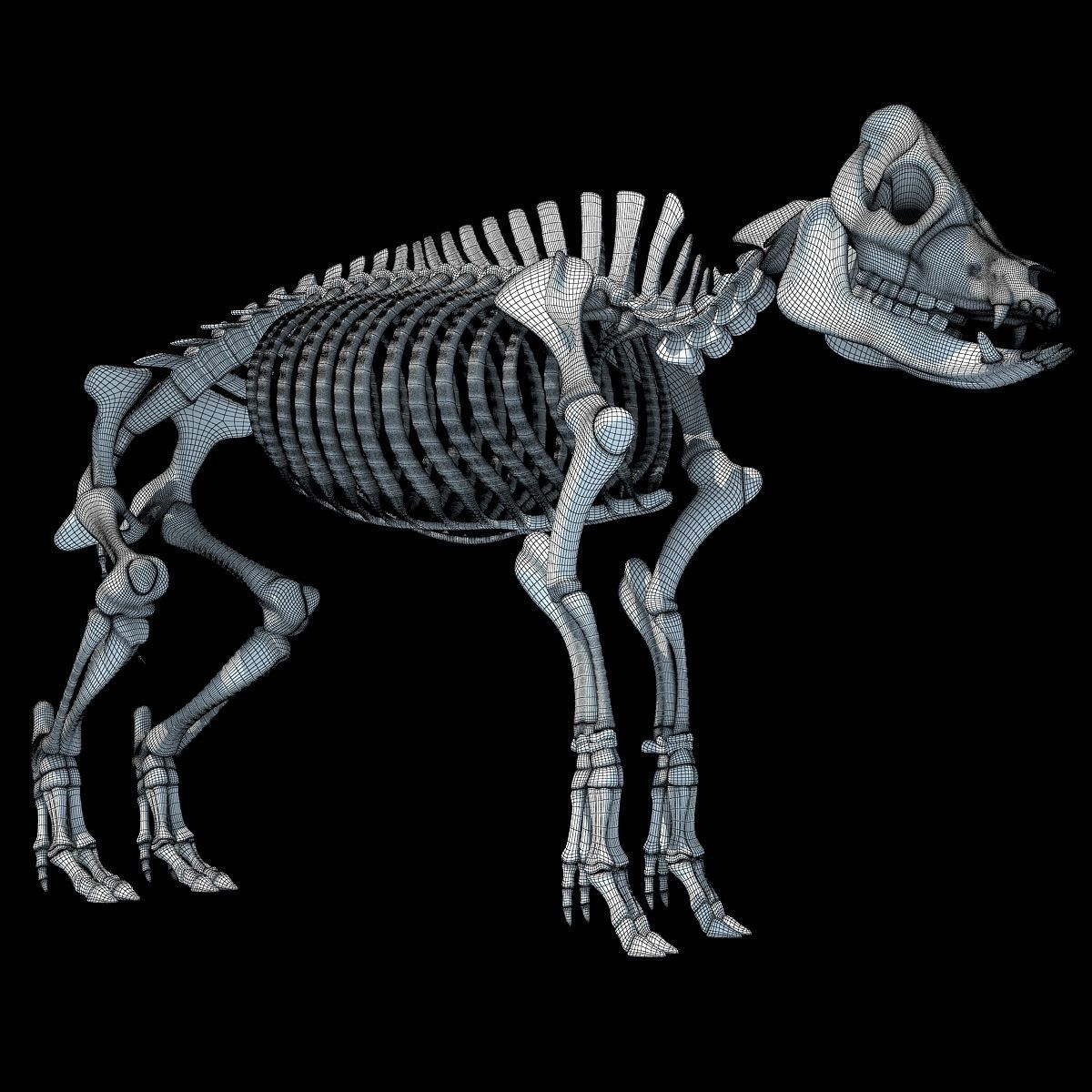 Pig Skeleton 3D model_18