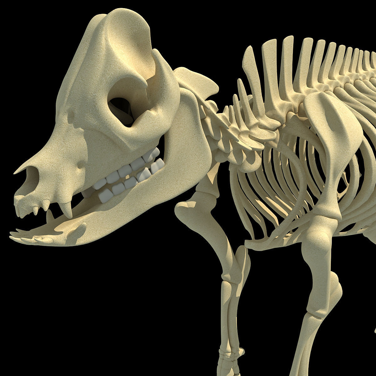 Pig Skeleton 3D model_14
