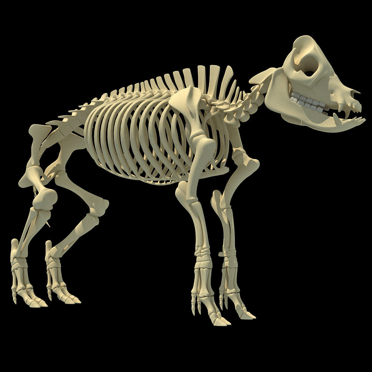 Pig Skeleton 3D model_8