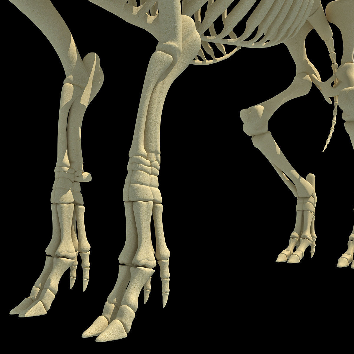 Pig Skeleton 3D model_13