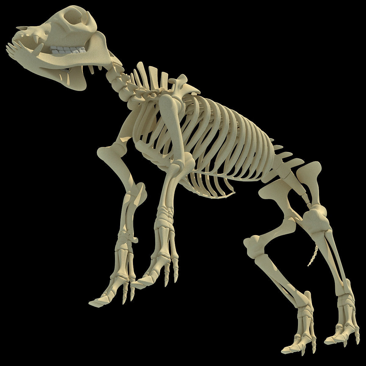 Pig Skeleton 3D model_9