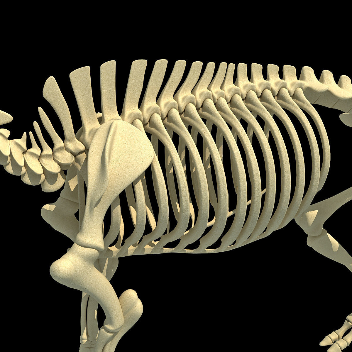 Pig Skeleton 3D model_10