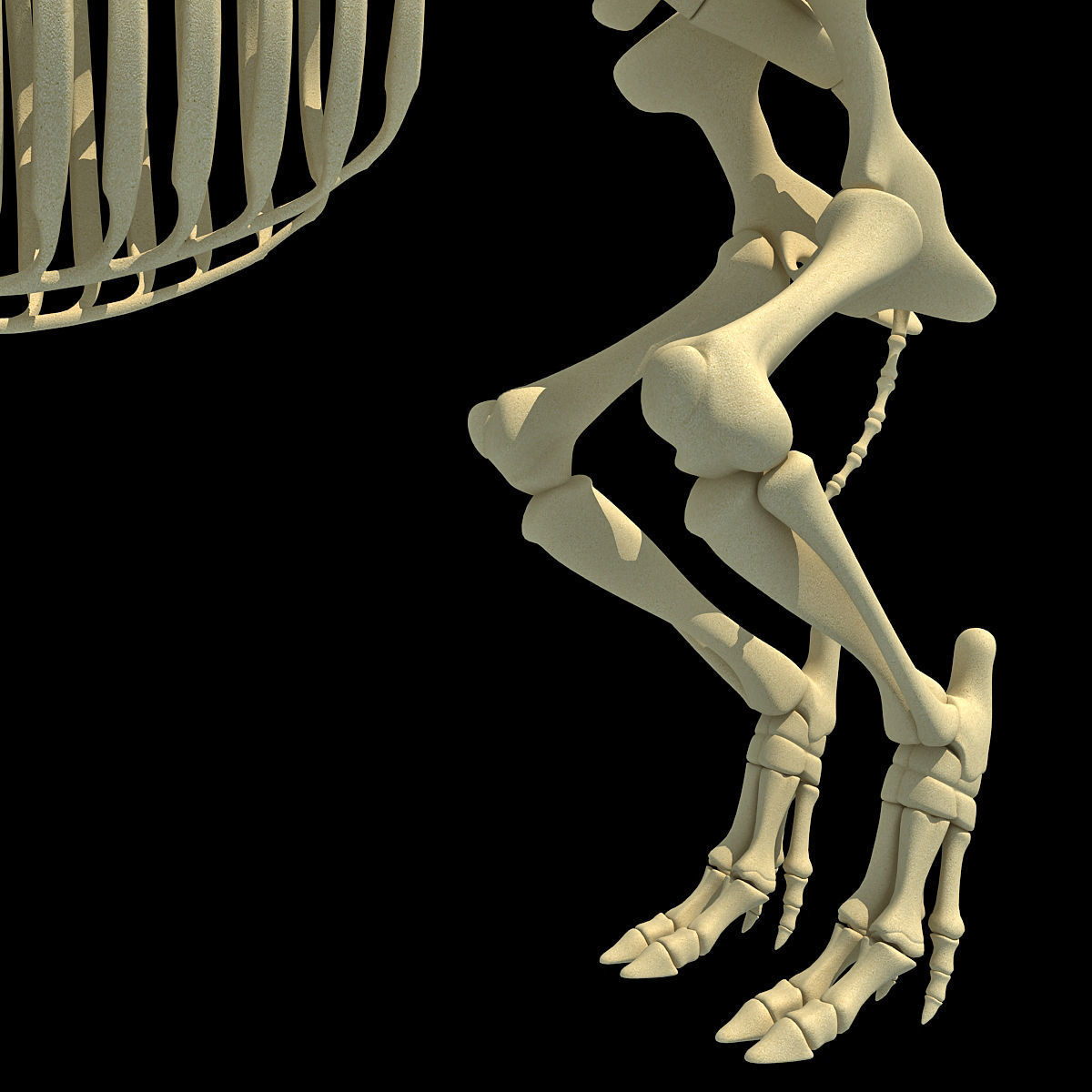 Pig Skeleton 3D model_11