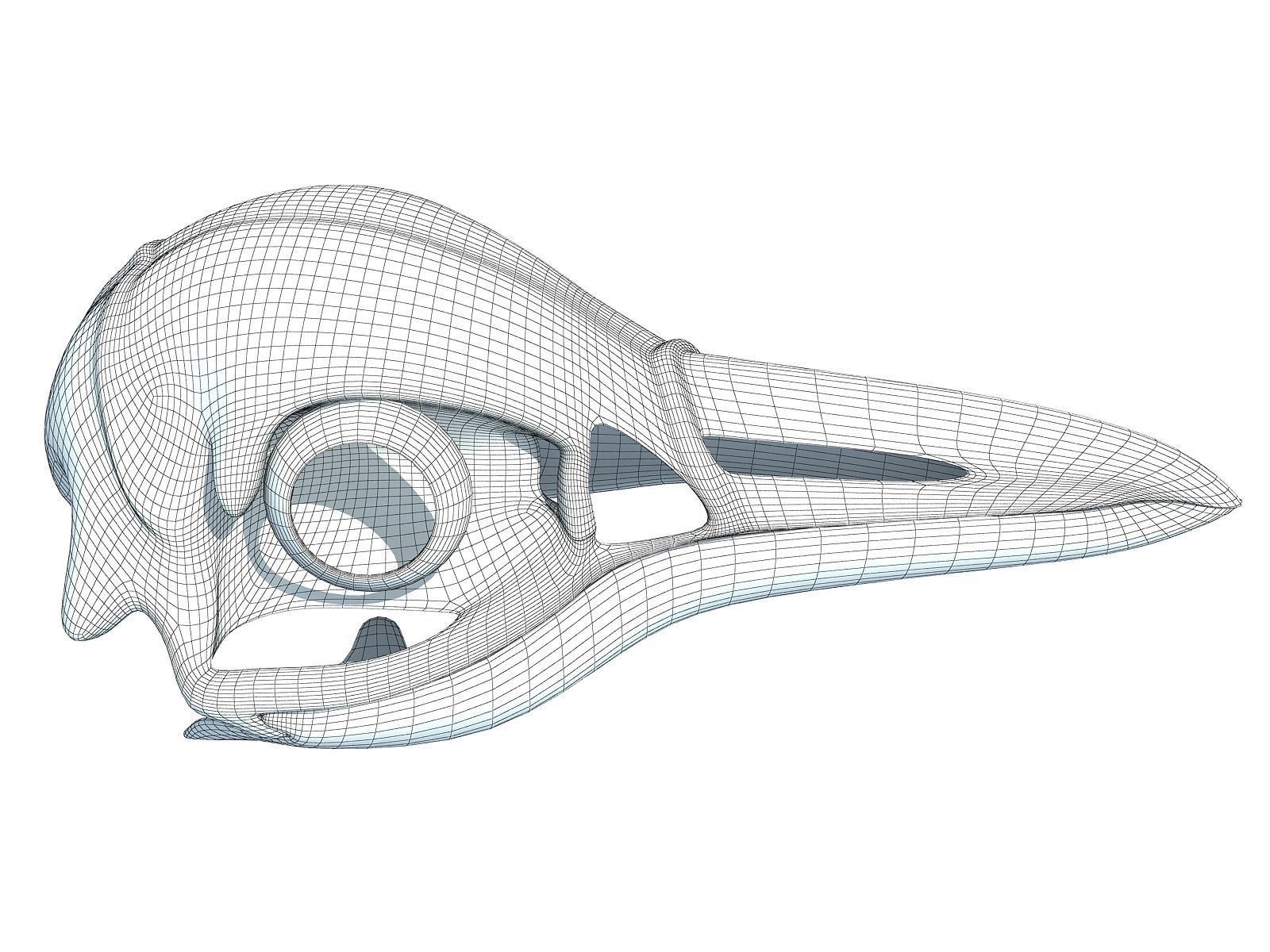 Detailed Penguin Skull 3D model_12
