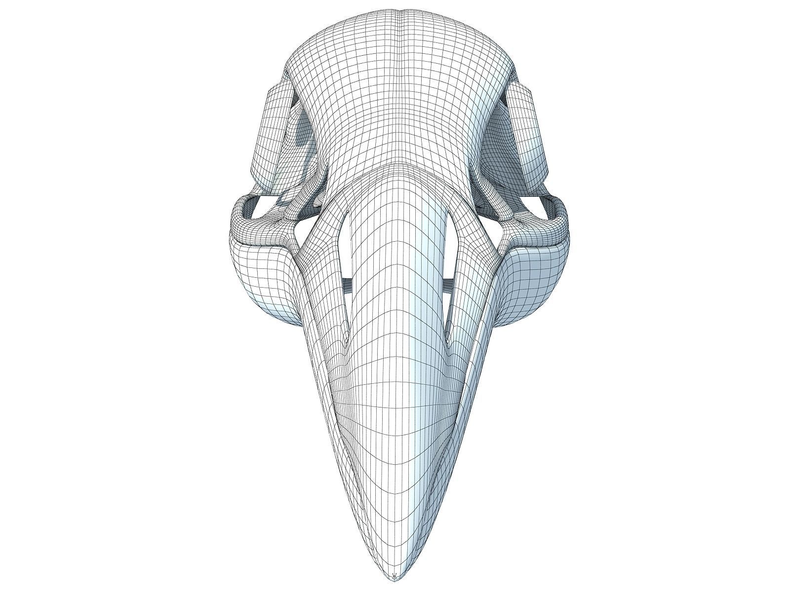 Detailed Penguin Skull 3D model_11