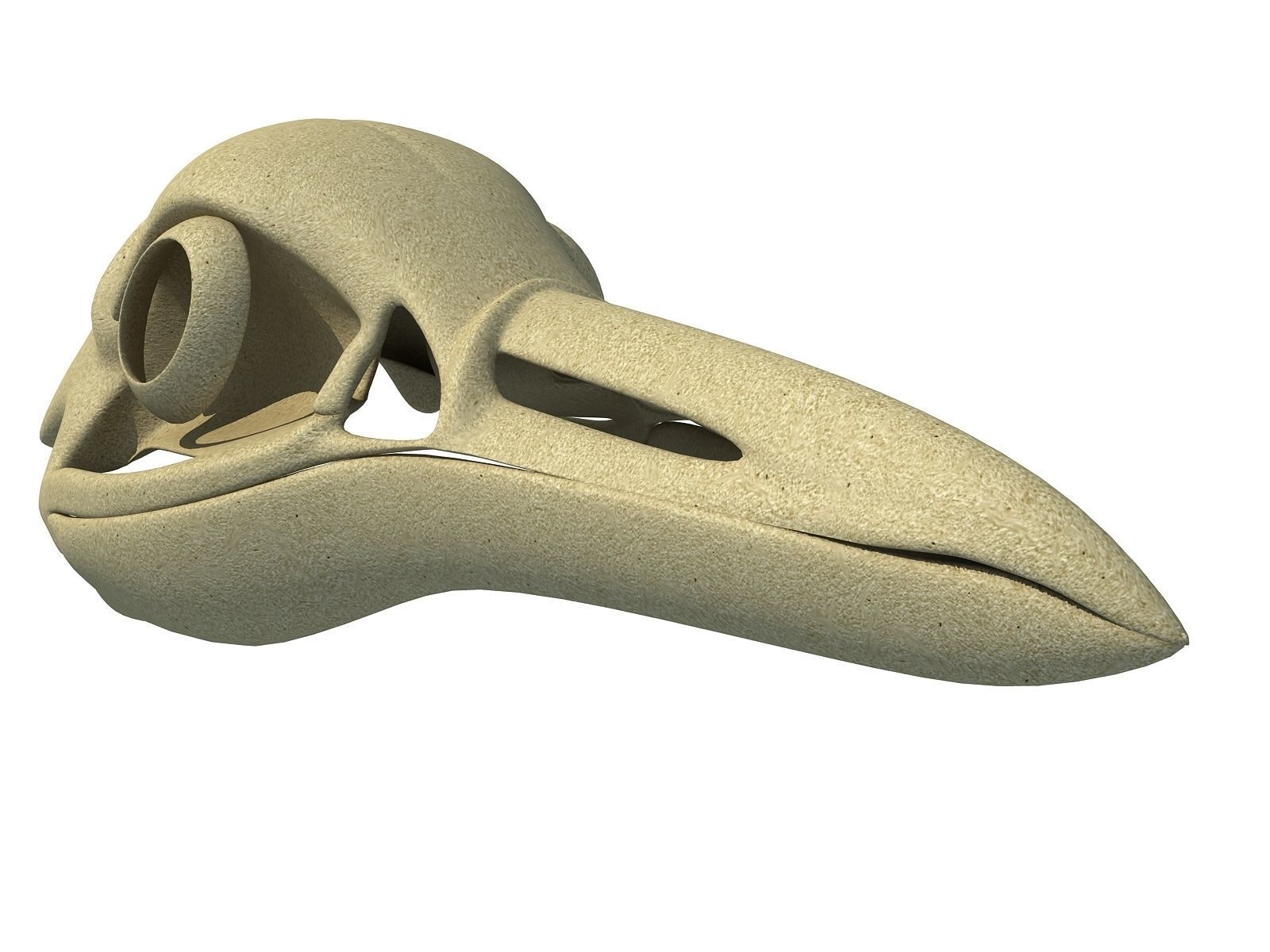 Detailed Penguin Skull 3D model_9