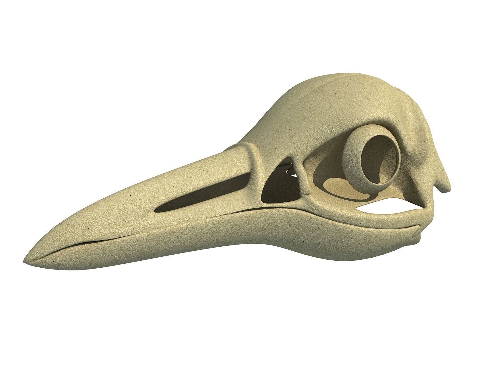 Detailed Penguin Skull 3D model_5