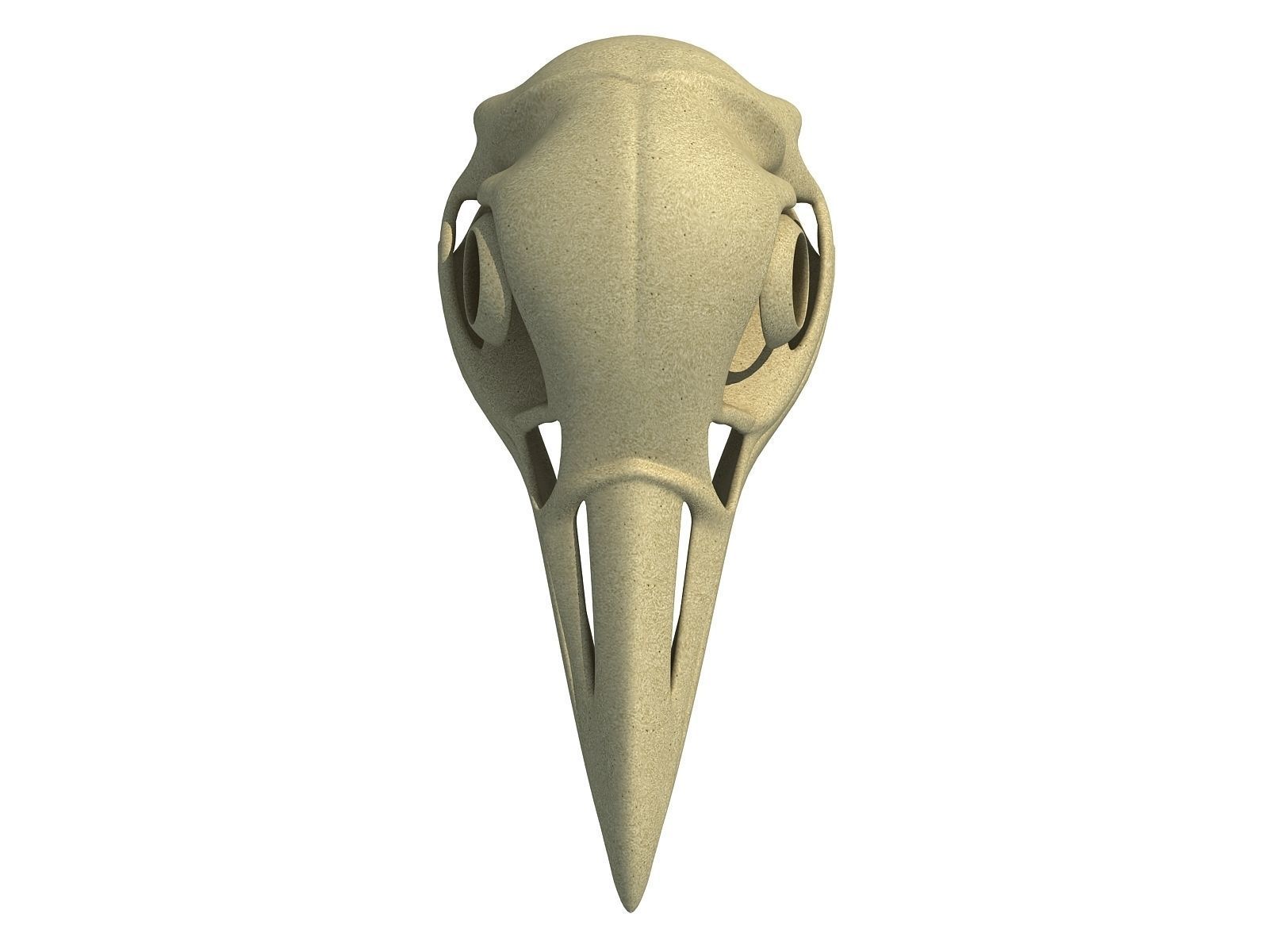 Detailed Penguin Skull 3D model_3