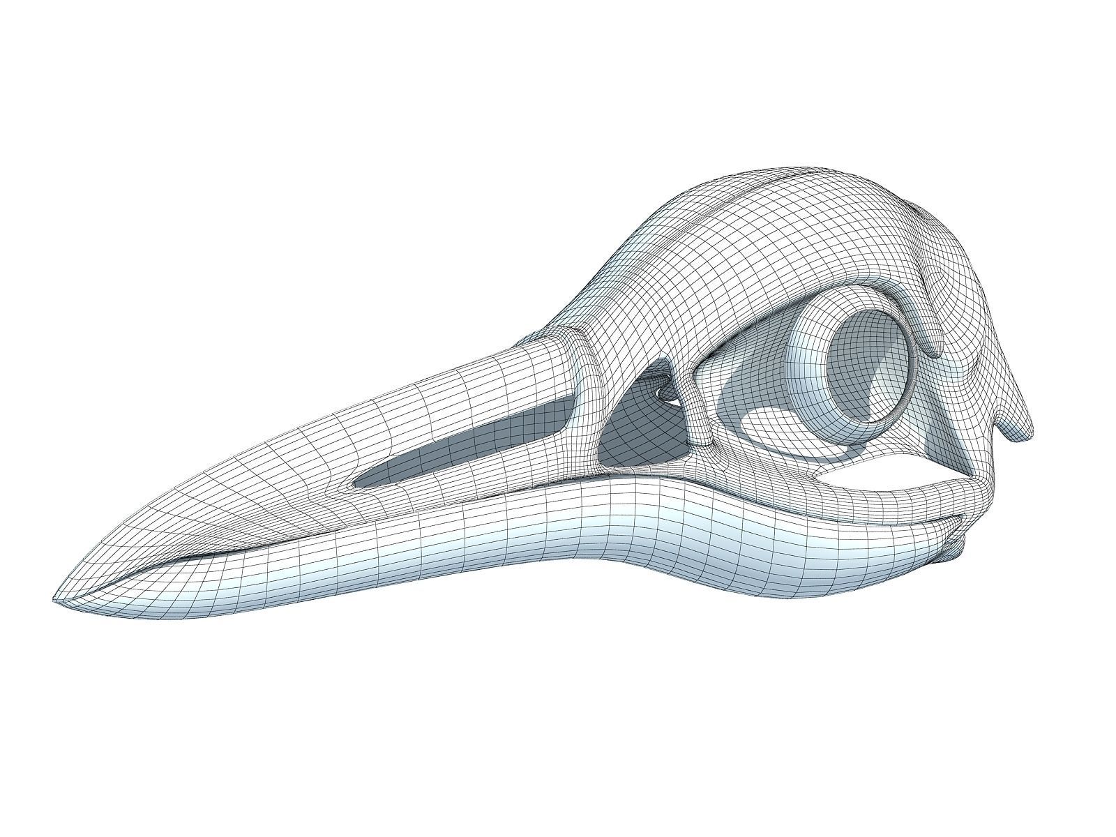 Detailed Penguin Skull 3D model_10