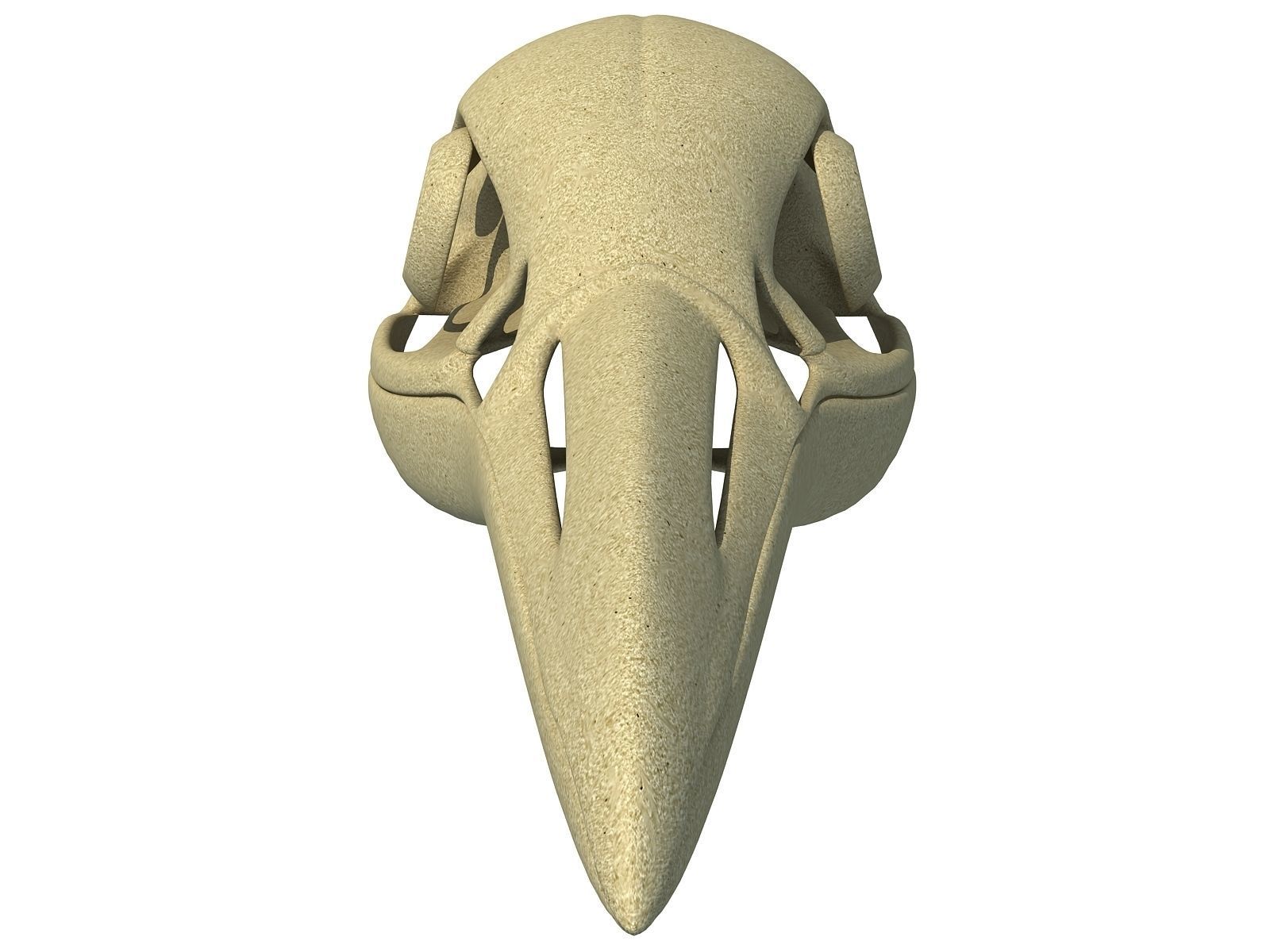 Detailed Penguin Skull 3D model_1