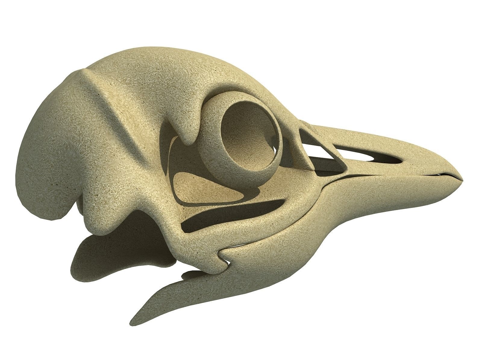 Detailed Penguin Skull 3D model_7