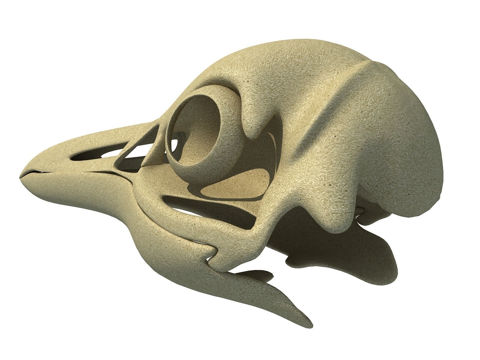 Detailed Penguin Skull 3D model_2