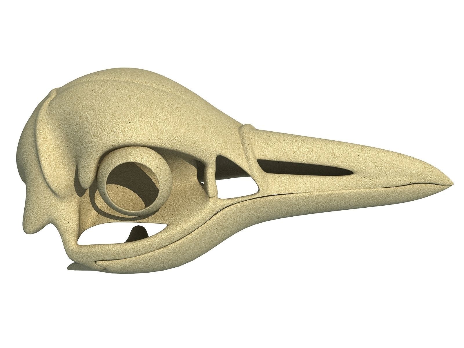Detailed Penguin Skull 3D model_8