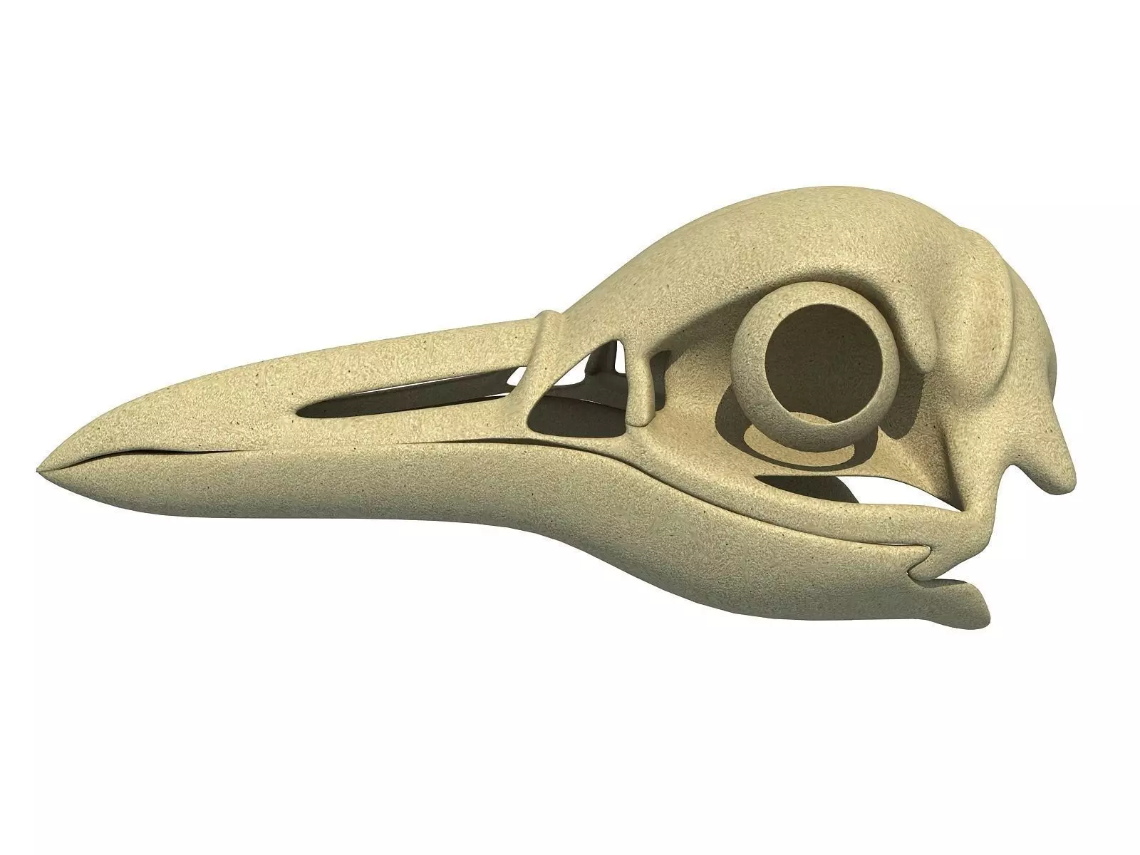 Detailed Penguin Skull 3D model_0