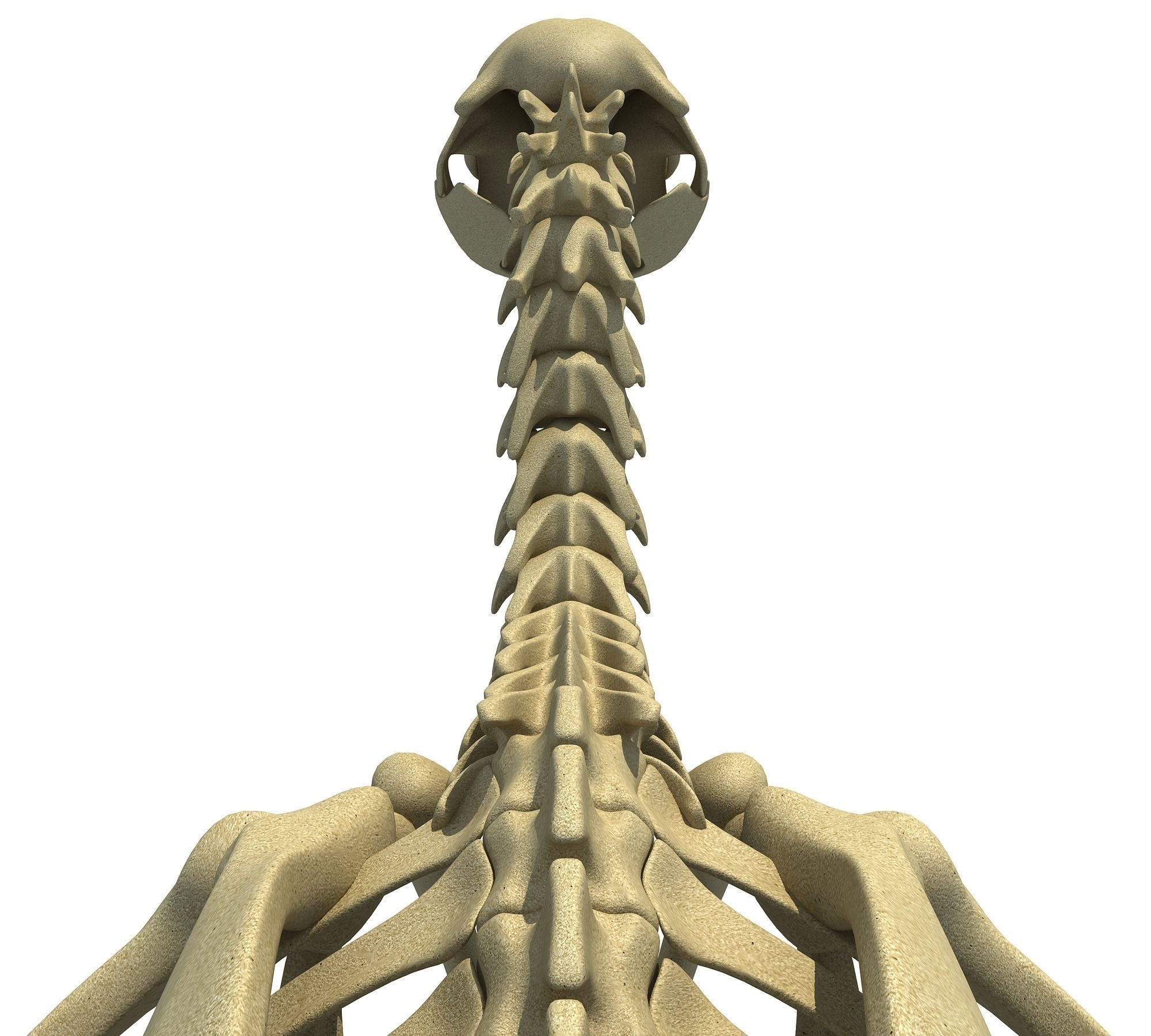 Penguin Skeleton 3D model_12