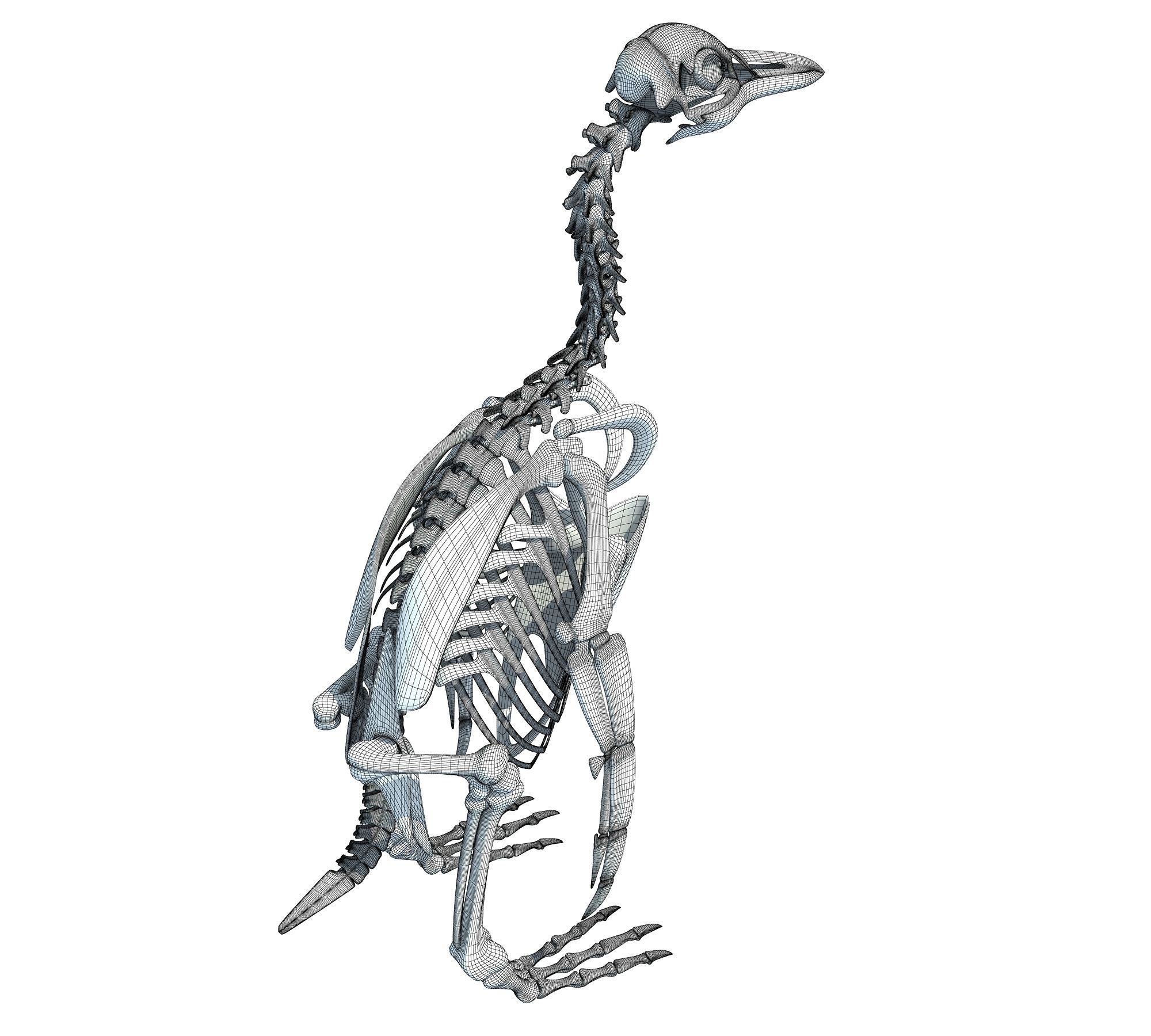 Penguin Skeleton 3D model_15