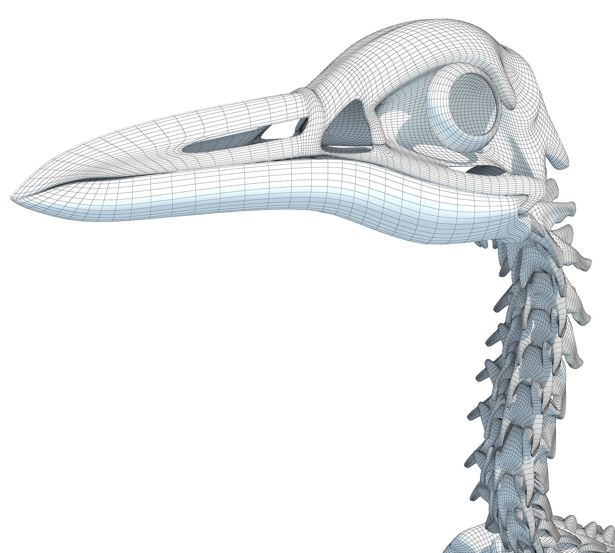 Penguin Skeleton 3D model_18