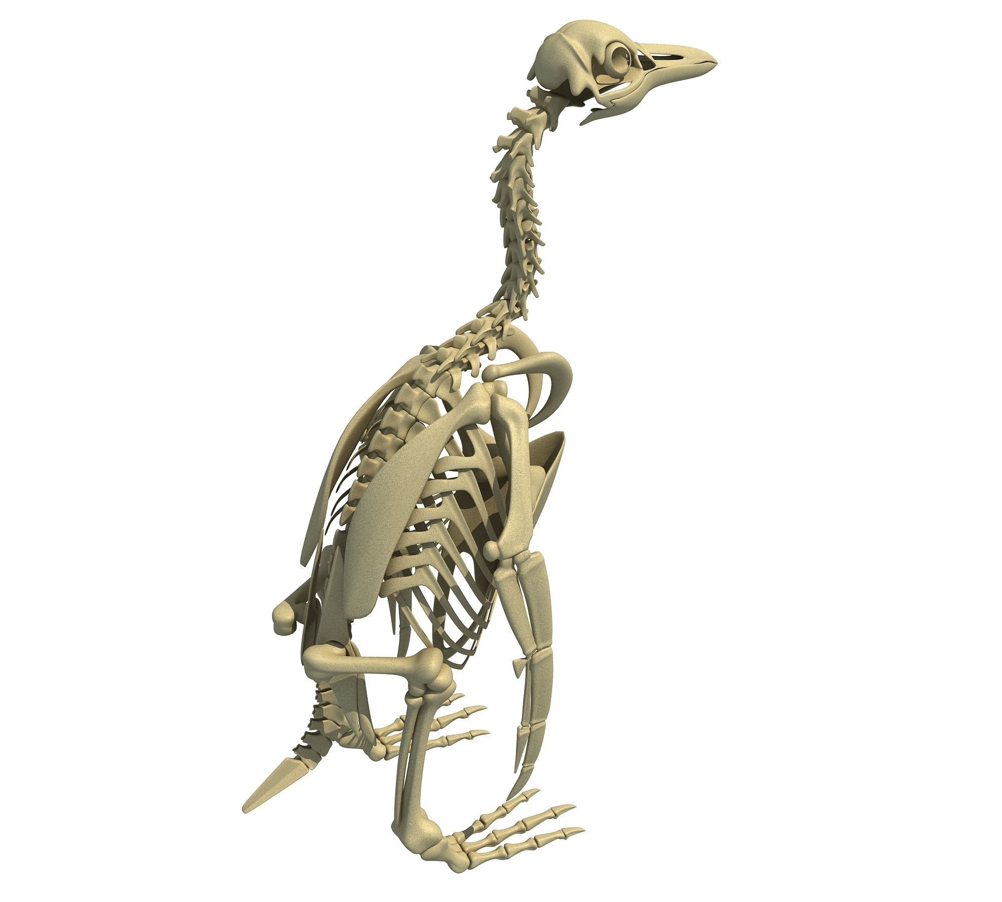 Penguin Skeleton 3D model_1