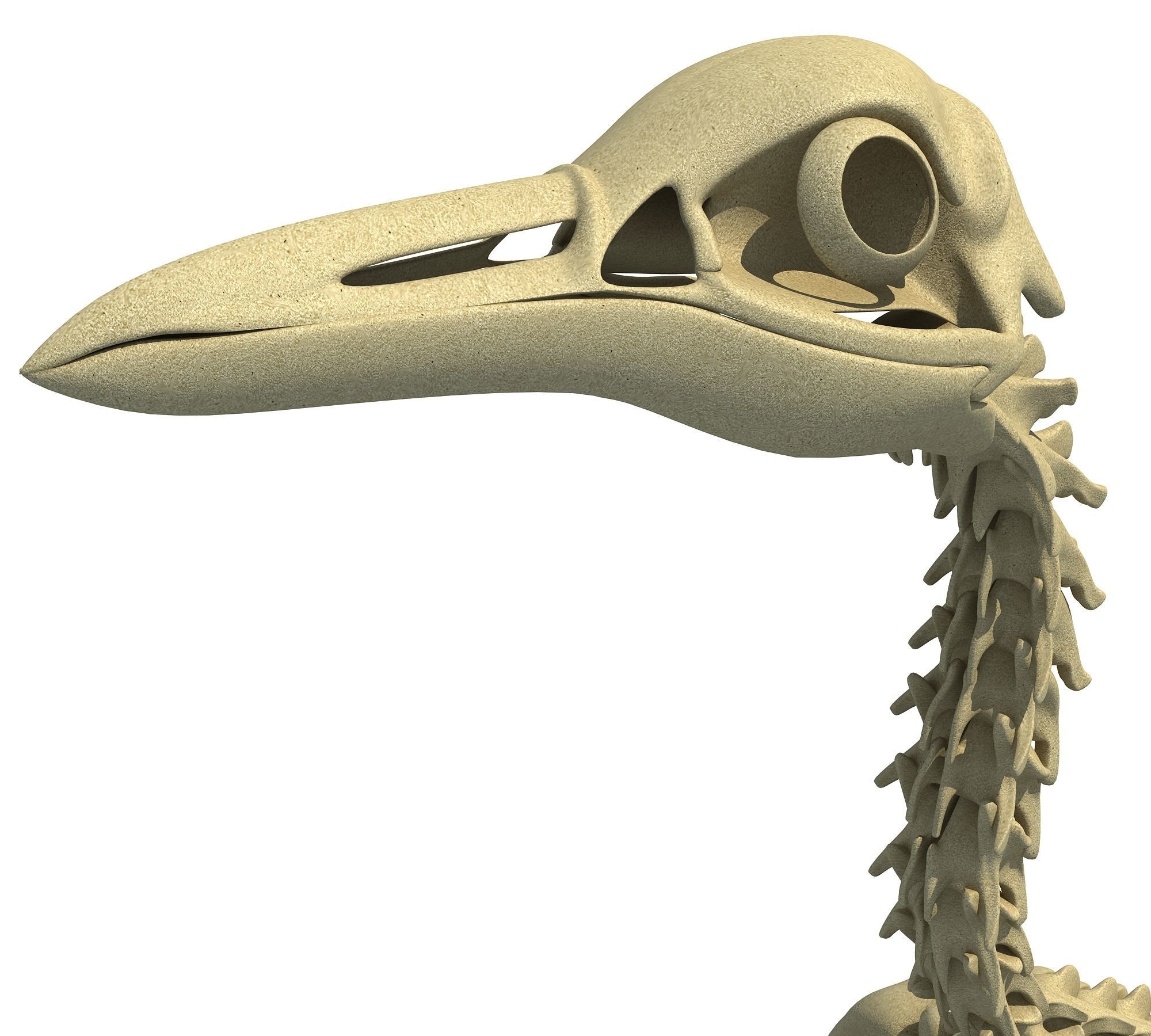 Penguin Skeleton 3D model_11