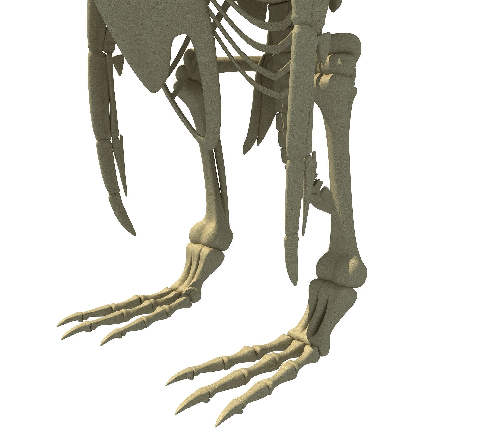 Penguin Skeleton 3D model_14