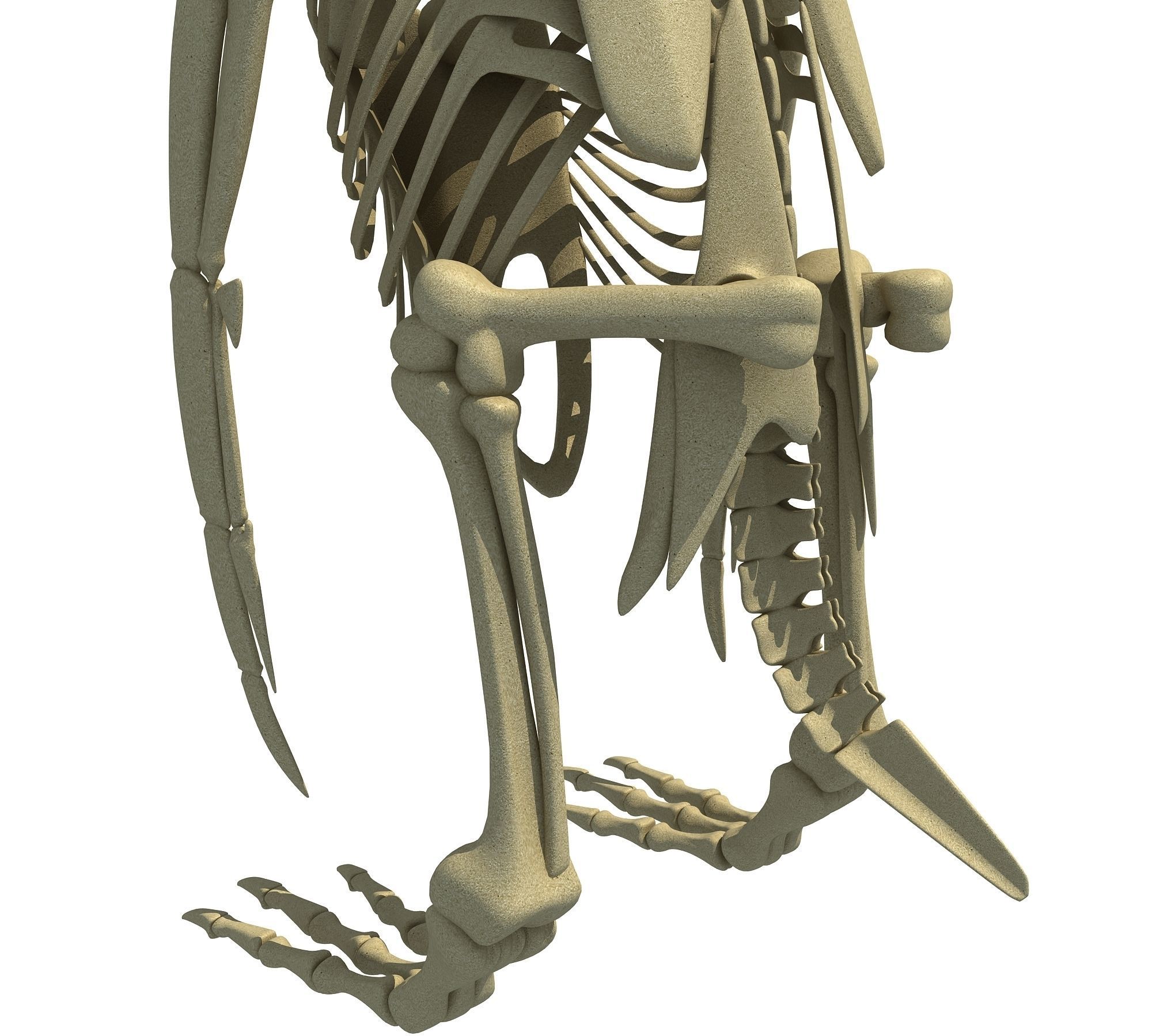 Penguin Skeleton 3D model_13