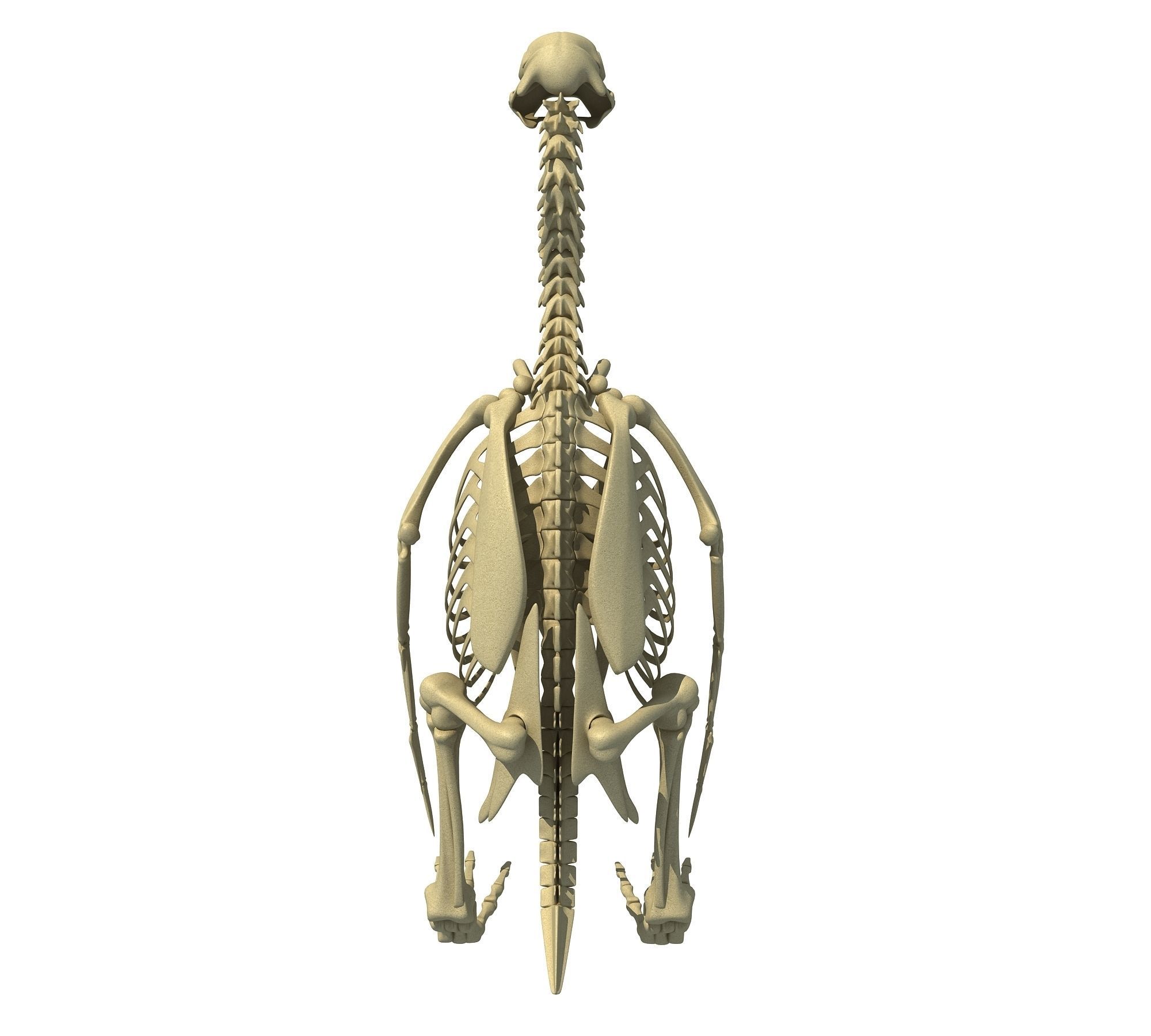 Penguin Skeleton 3D model_7