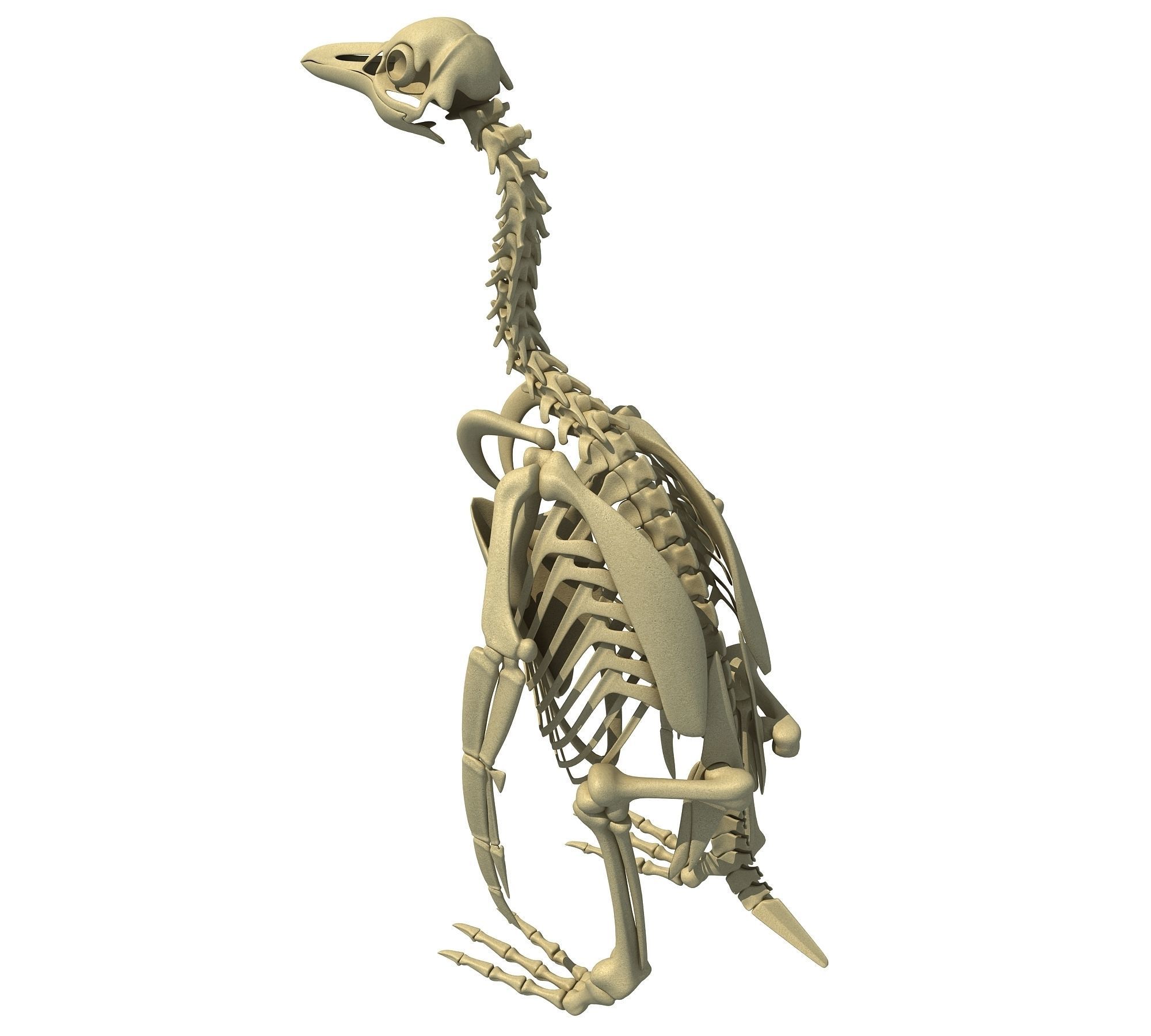 Penguin Skeleton 3D model_2