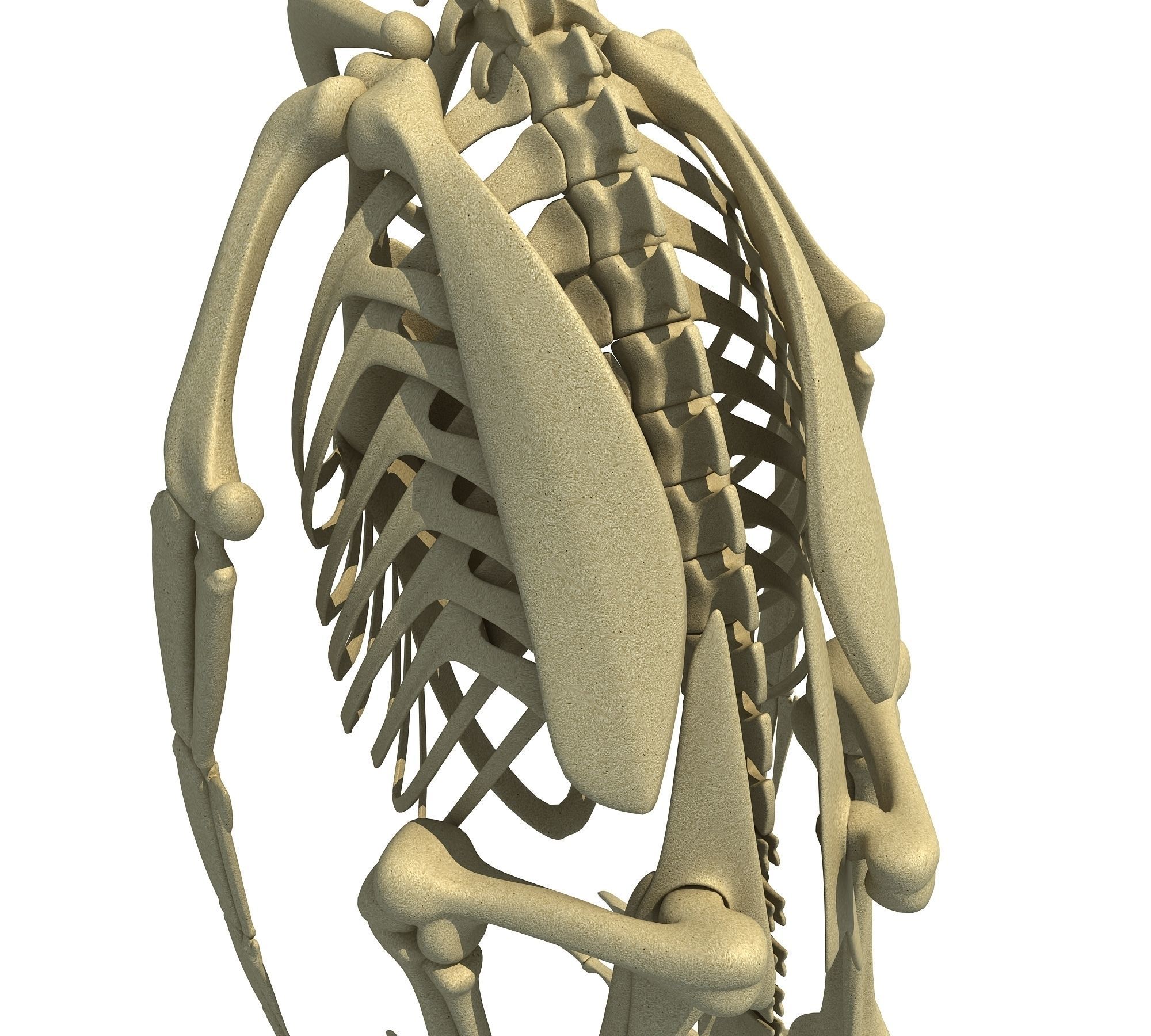 Penguin Skeleton 3D model_10