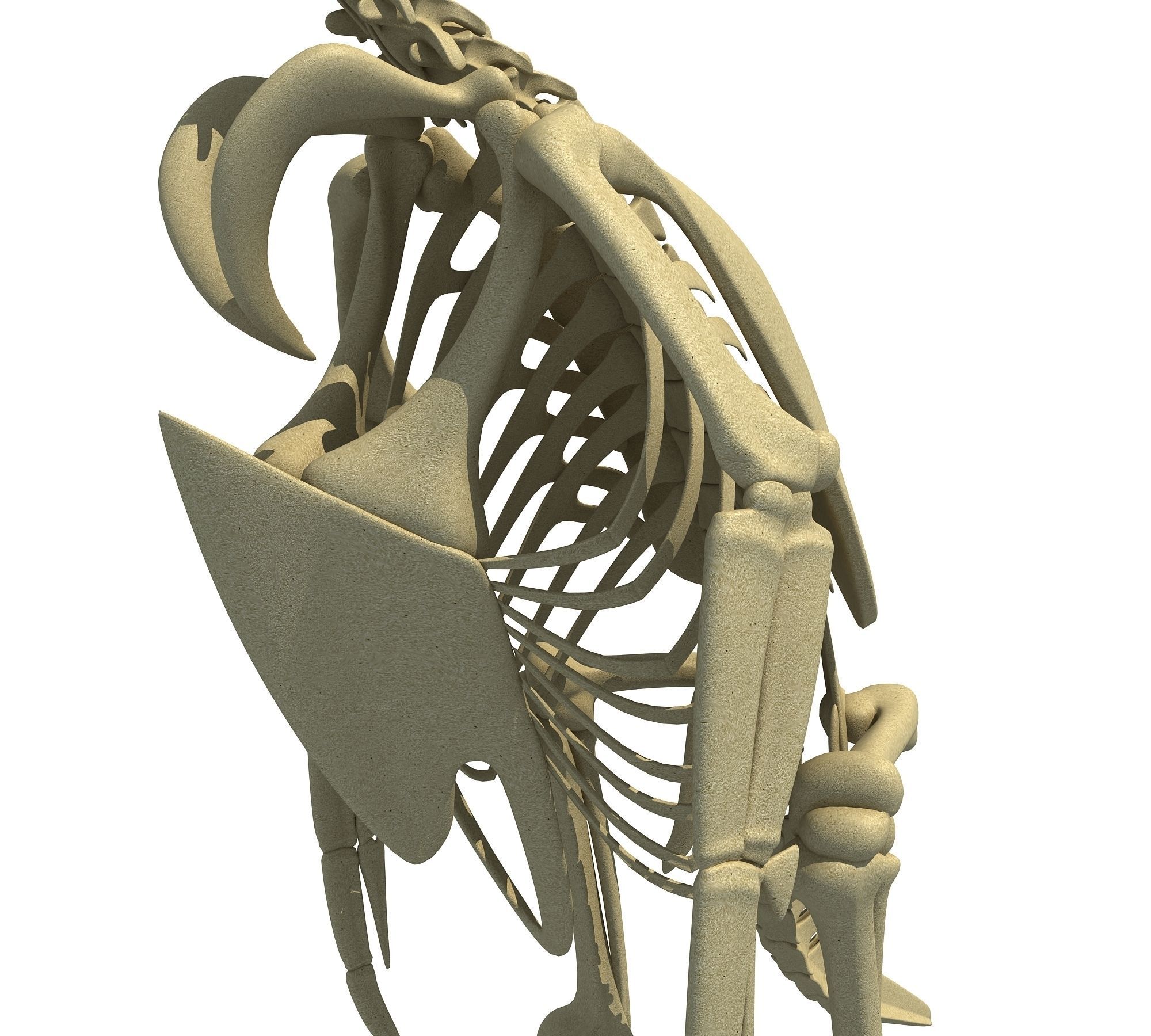 Penguin Skeleton 3D model_9