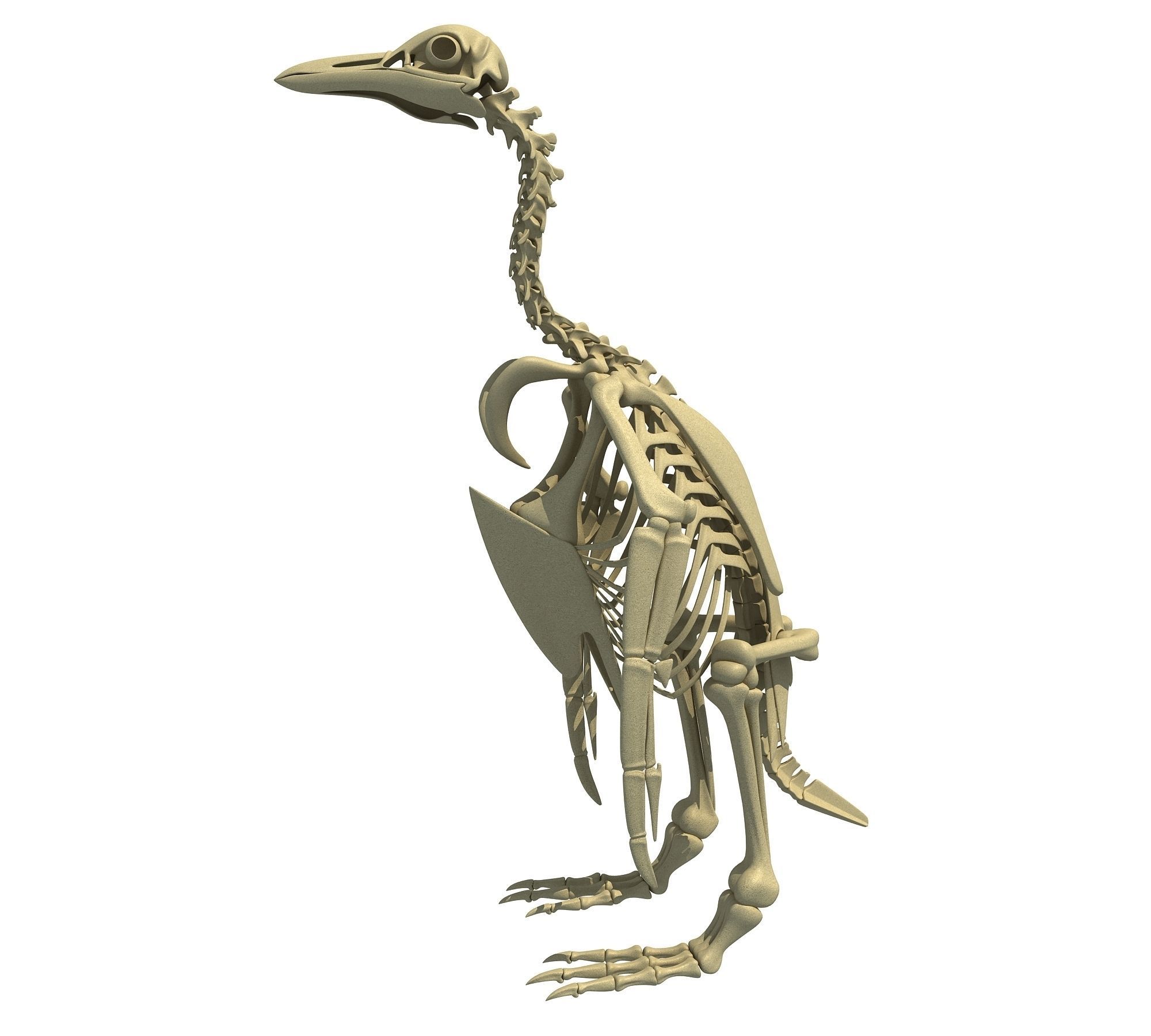 Penguin Skeleton 3D model_8