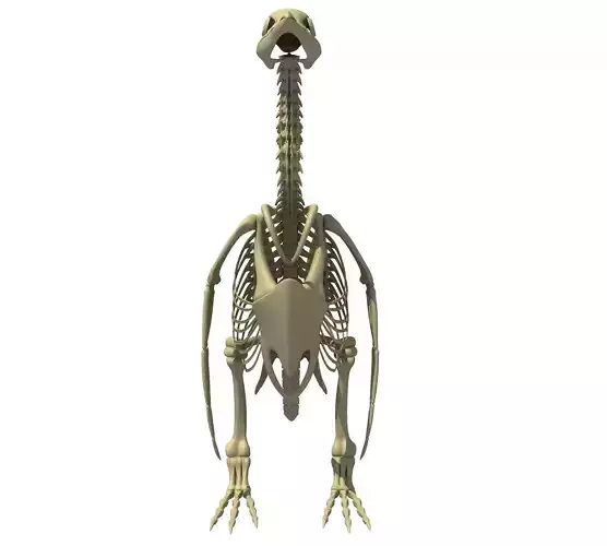 Penguin Skeleton 3D model