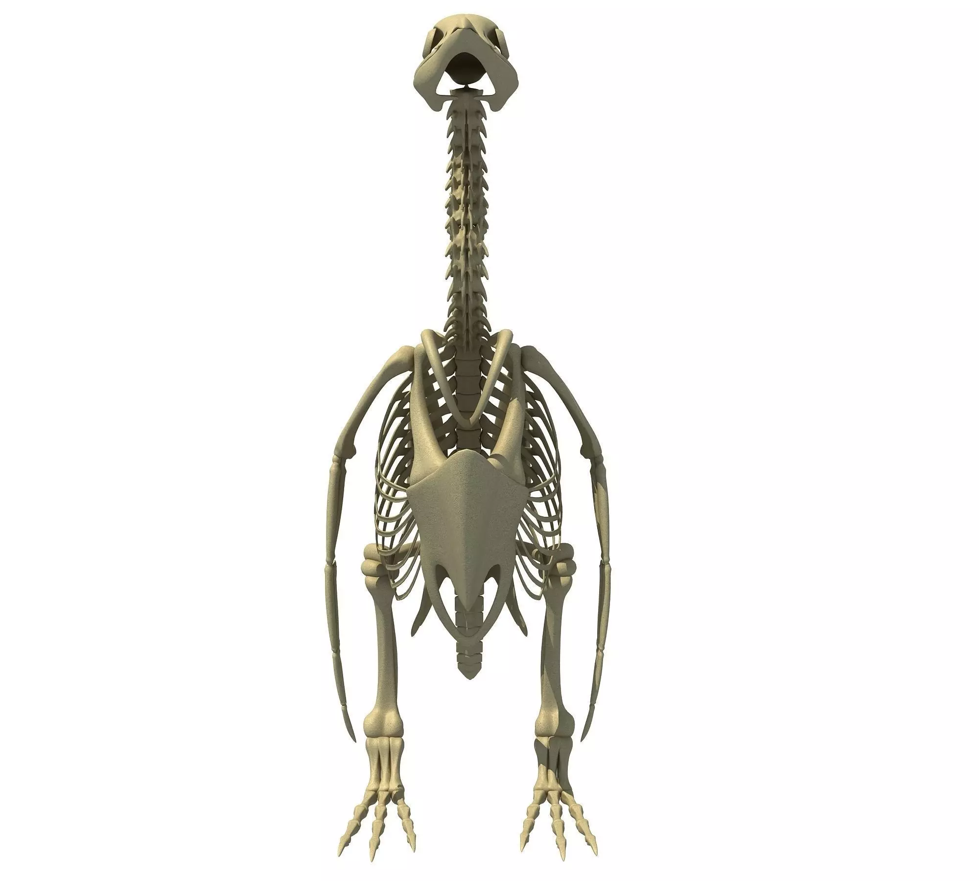 Penguin Skeleton 3D model_0