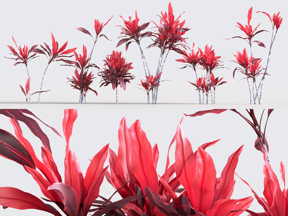Cordyline Fruticosa Low-poly 3D model
