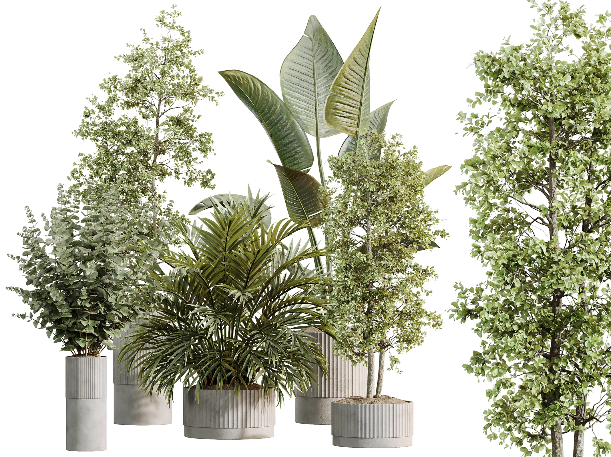 AV Indoor Plants Set 618 Olive Palm Bouquet ParadiseBird 3D model