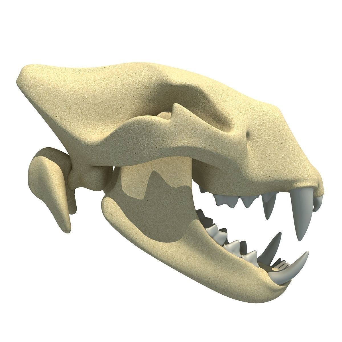 Lion Skull Bones  3D model_3
