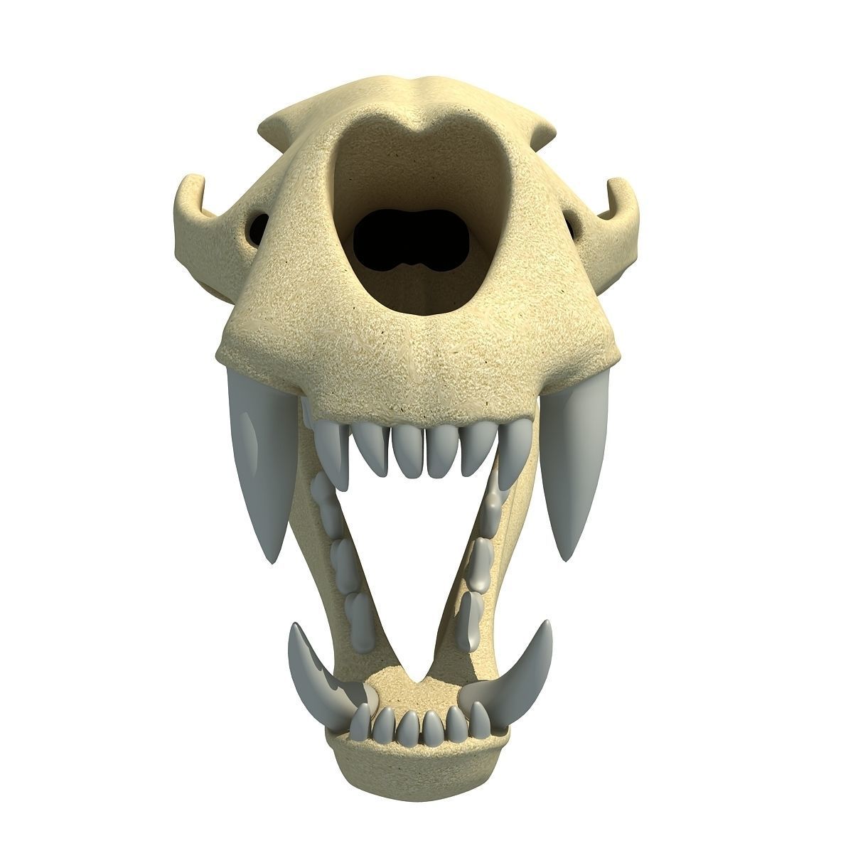 Lion Skull Bones  3D model_7