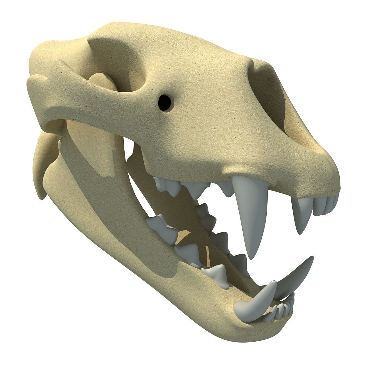 Lion Skull Bones  3D model_2