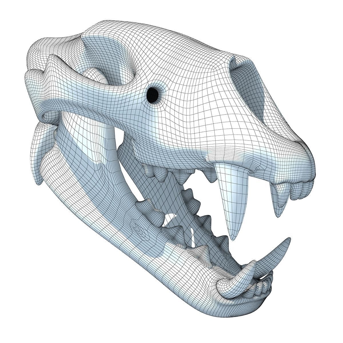 Lion Skull Bones  3D model_9