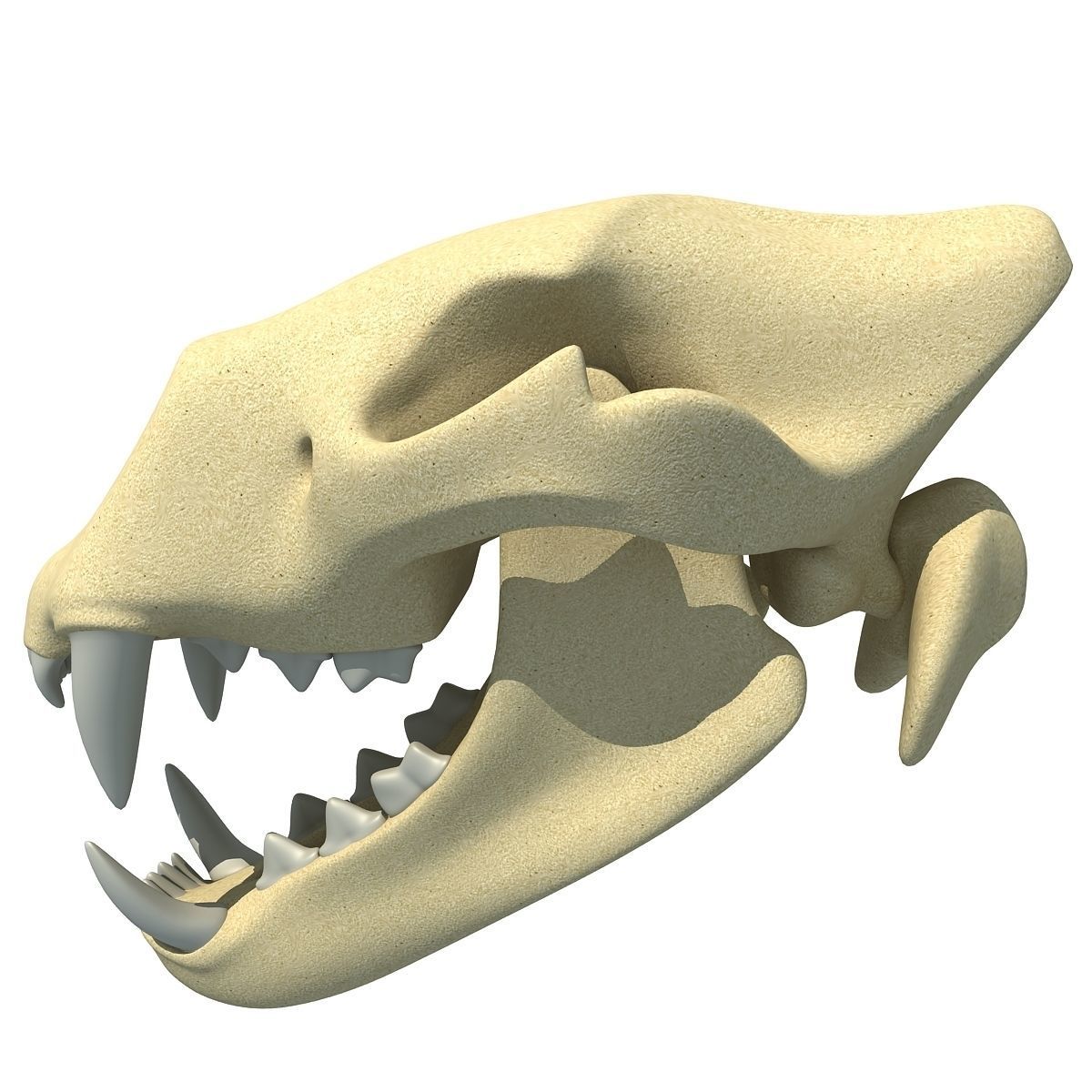 Lion Skull Bones  3D model_1
