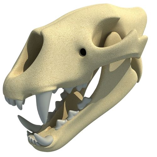 Lion Skull Bones  3D model