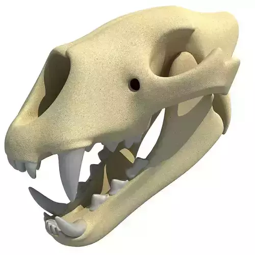 Lion Skull Bones  3D model