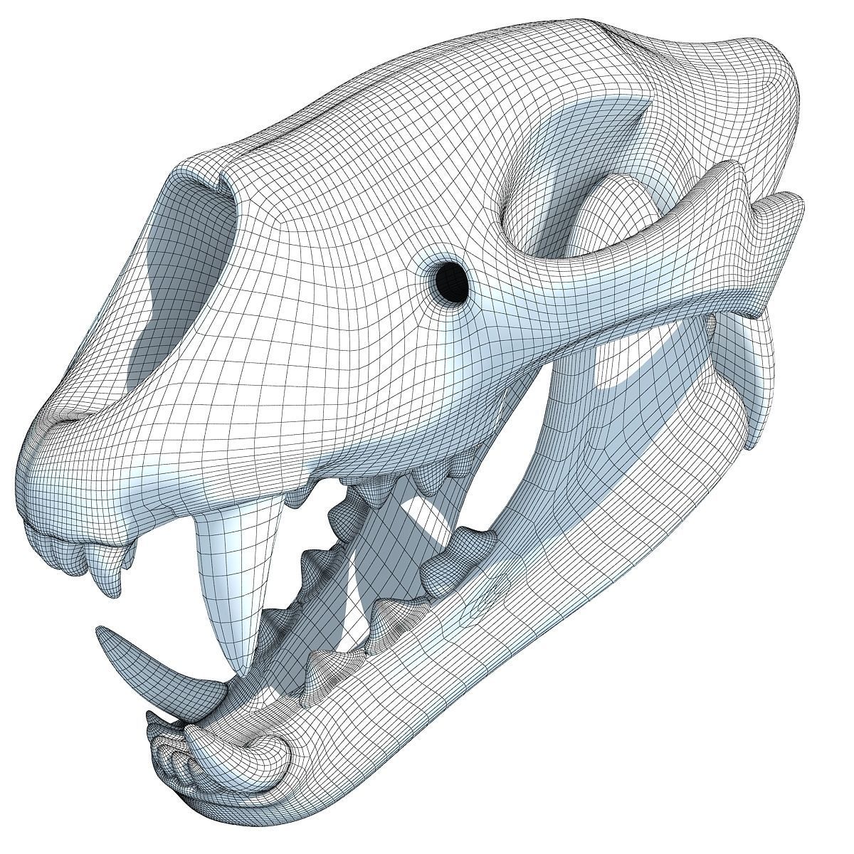 Lion Skull Bones  3D model_10