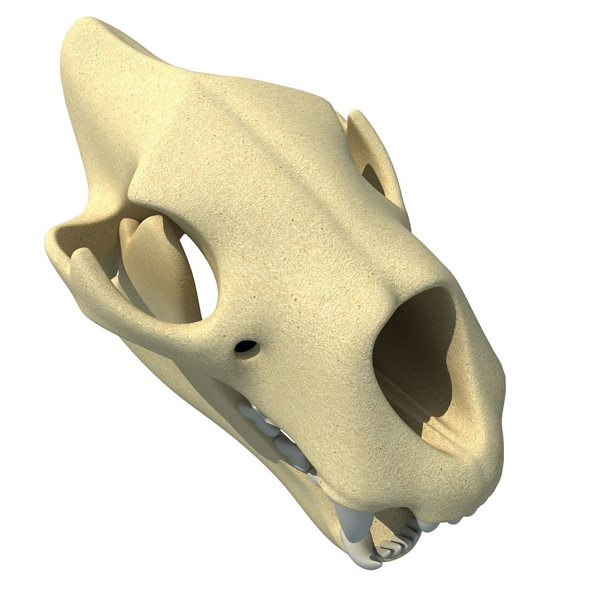 Lion Skull Bones  3D model_4