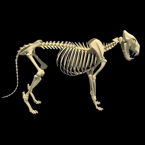 Lion Skeleton 3D model