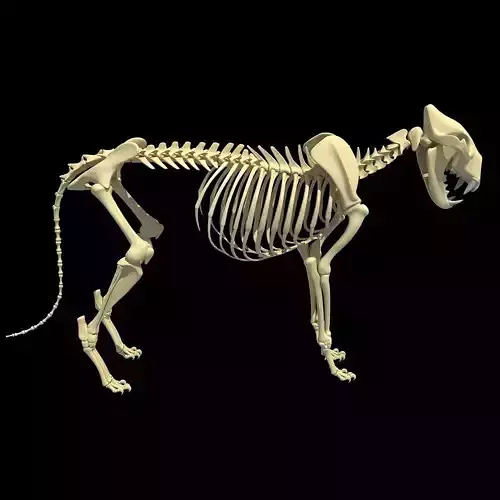 Lion Skeleton 3D model