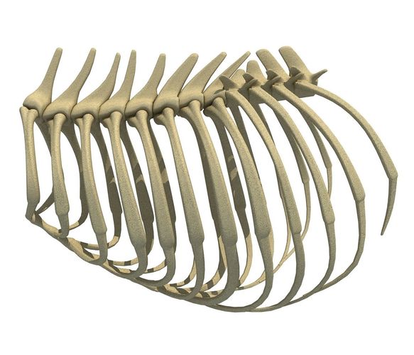 Highly Detailed Lion Rib Cage 3D model