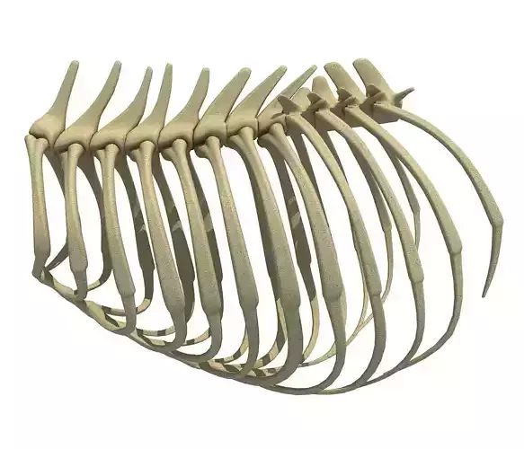 Highly Detailed Lion Rib Cage 3D model