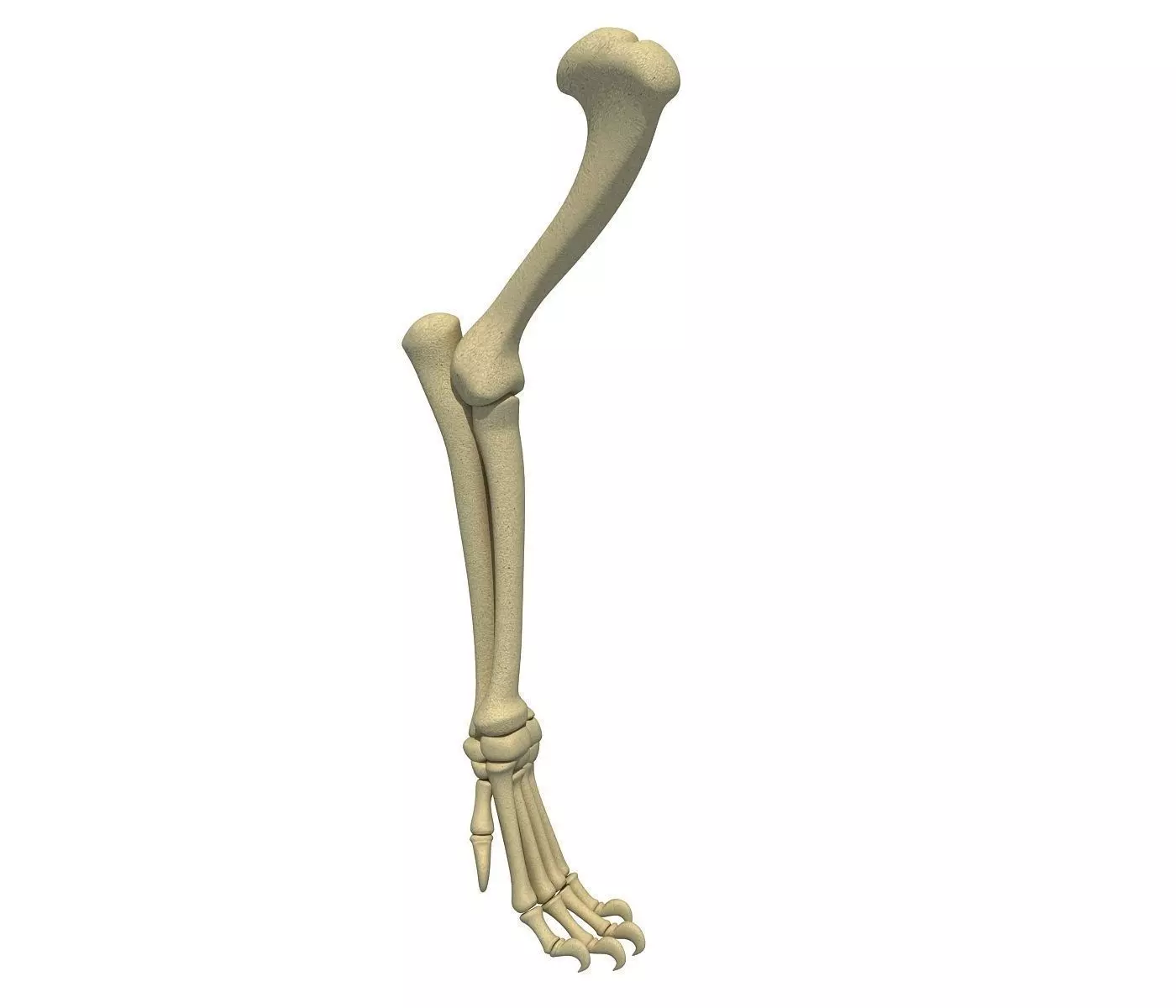 Lion Leg Skeleton 3D model